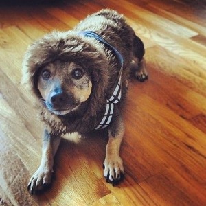 Dog, dressed as Chewbacca